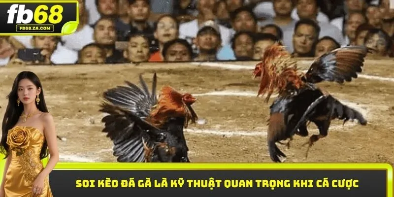 Soi kèo đá gà là kỹ thuật quan trọng khi cá cược